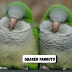 quaker parrots
