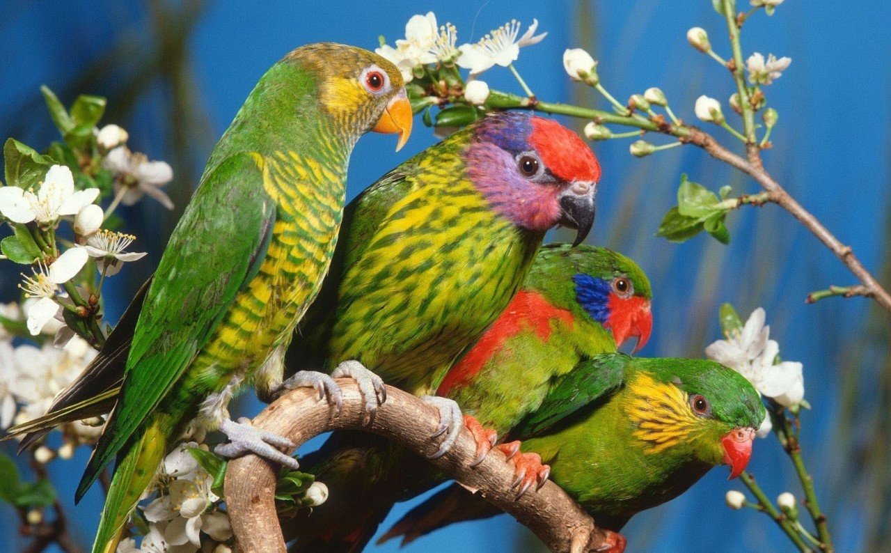 JustParrot.gg