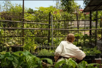 garden advice homenumental